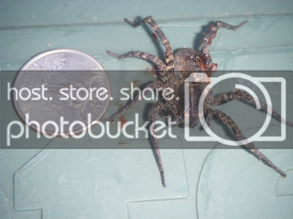 spider007.jpg