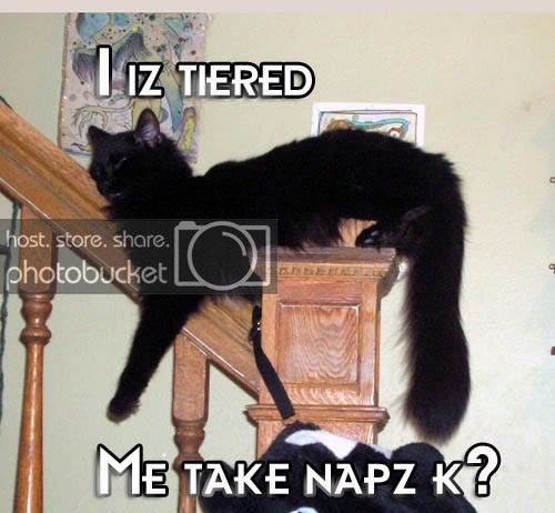 lolcats1.jpg