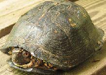 499899-turtle.jpg