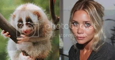 loris.jpg