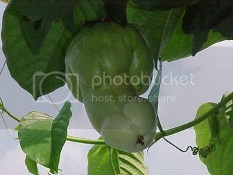 tomatodick3.bmp