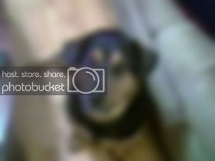 rottpit.jpg