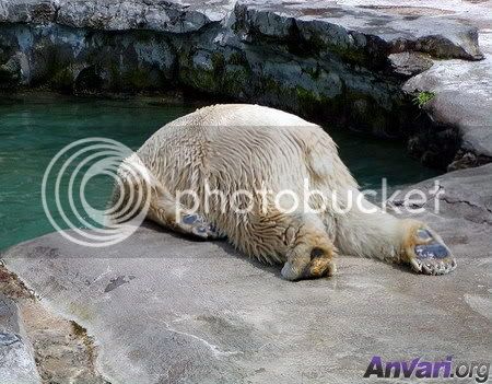 Animal_3827.jpg