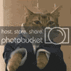 dancingcat.gif