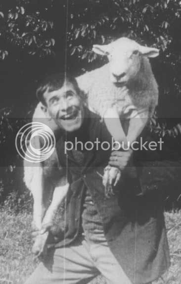 sheep.jpg