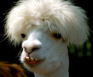 8747zkkeh32wnx2p.D.0.655-funny-lama.jpg