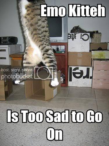 emo-kitteh-is-too-sad-to-go-on.jpg