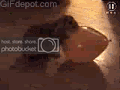 gifbunnyballoon1kl.gif