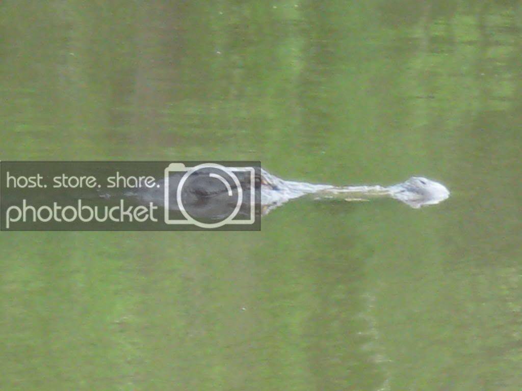 gator005.jpg