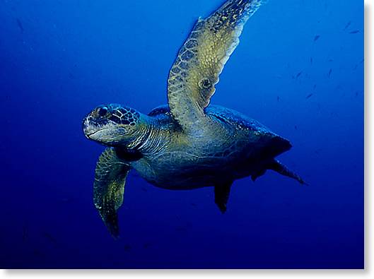 sea_turtle2.jpg