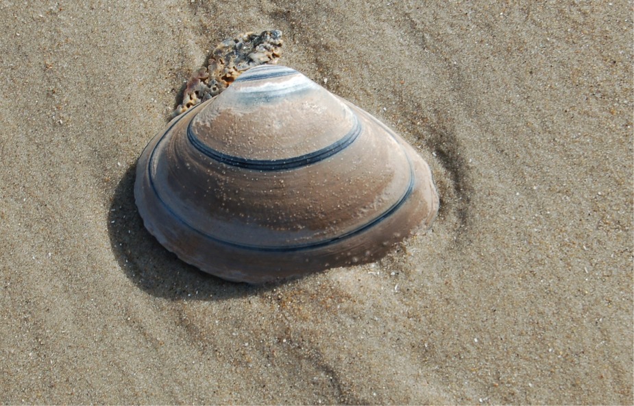 clam_shell.JPG