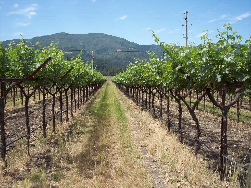 vineyard.jpg
