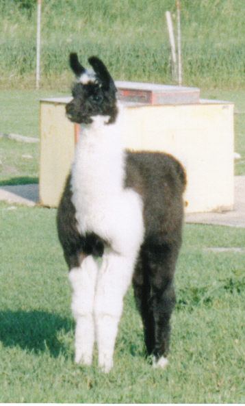 Baby%20Llama.jpg