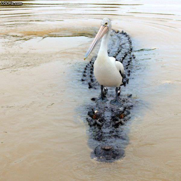 Funny_Pictures_10949.jpg