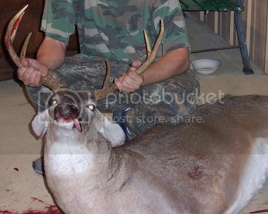deer1.jpg