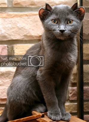 080822-four-eared-cat-930a_widec.jpg