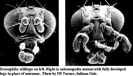 Antennapedia.gif
