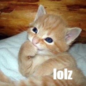 lolcatsdotcomapif8cpspt0k87dj.jpg