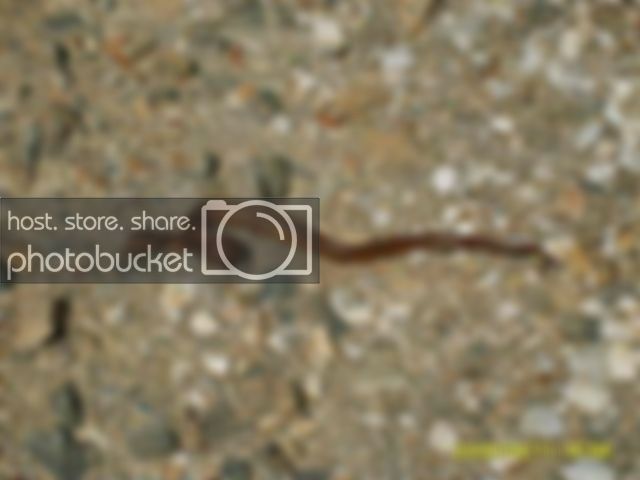 snake003.jpg