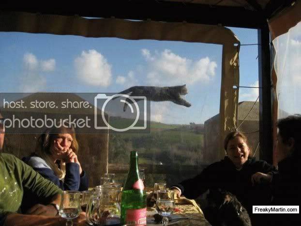 cat-flies-through-the-background.jpg