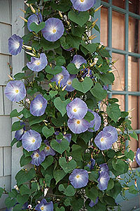 Morning%20Glory%20(NC).jpg