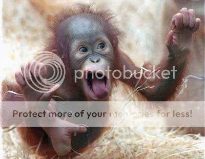funny_monkey.jpg