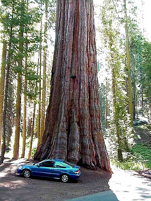 big-tree.jpg
