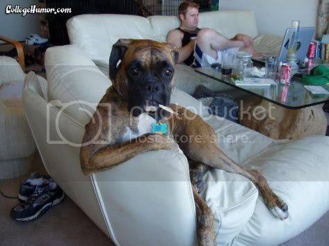 chilldog.jpg
