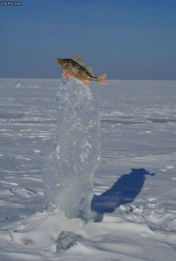 Funny_Pictures_109410.jpg