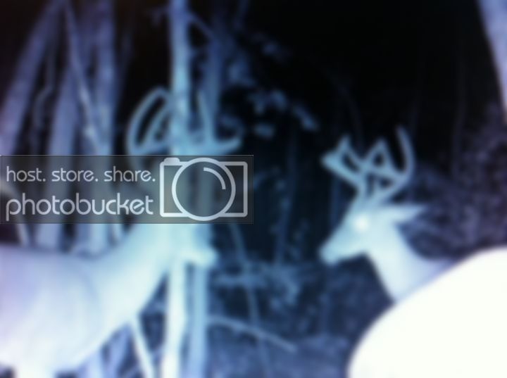 deer.jpg
