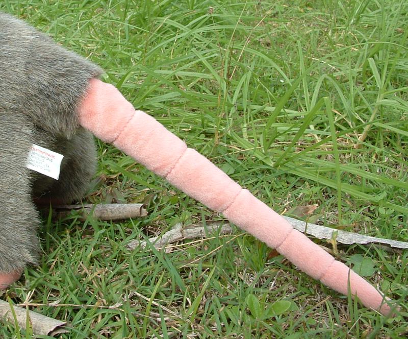 ratto-tail.jpg