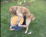 lapsesdog2zj3xp8ci.gif