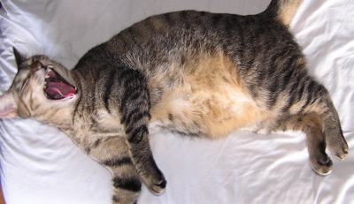 Pili-yawn.jpg