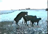 cattleSexFall.gif