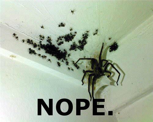 Nope+nope_322609_3987669.jpg