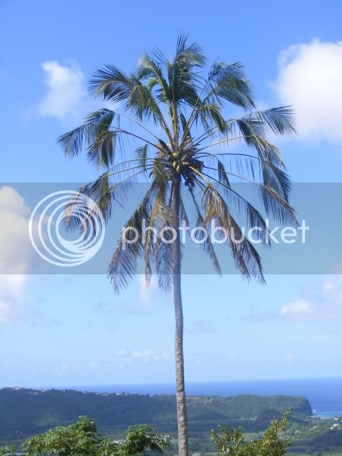 PalmTreeinStLucia.jpg