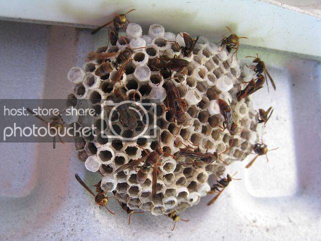 wasp_zpsy11p6mny.jpg