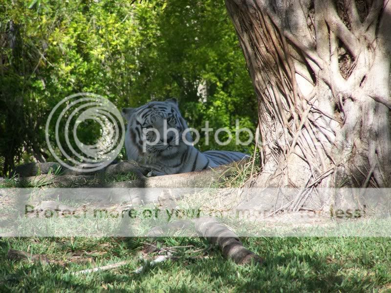 zoo003.jpg