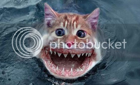 catshark.jpg