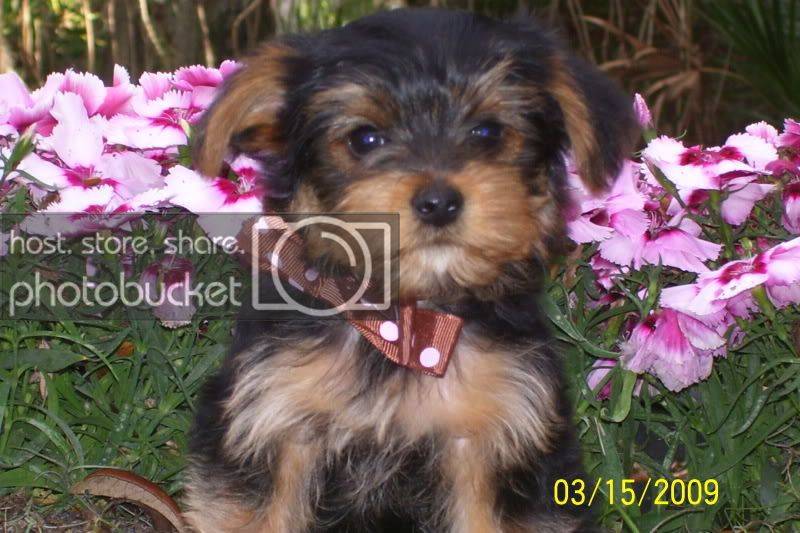 puppies053.jpg