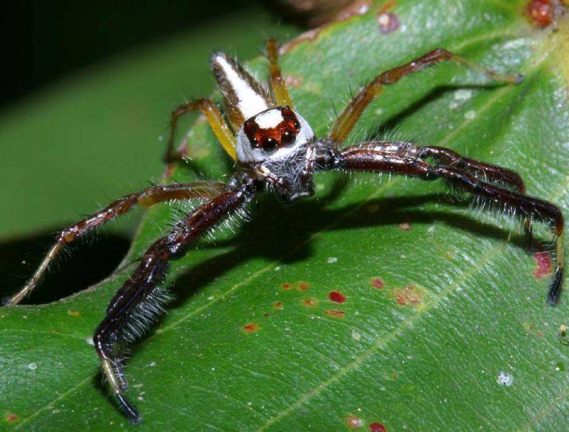 TwoStripedJumpingSpider.jpg