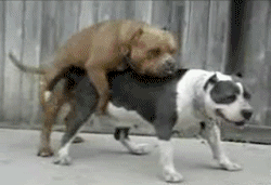 z36054430.gif