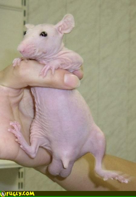 hairless_rat.jpg