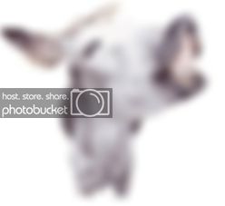 6025_Donkey.jpg