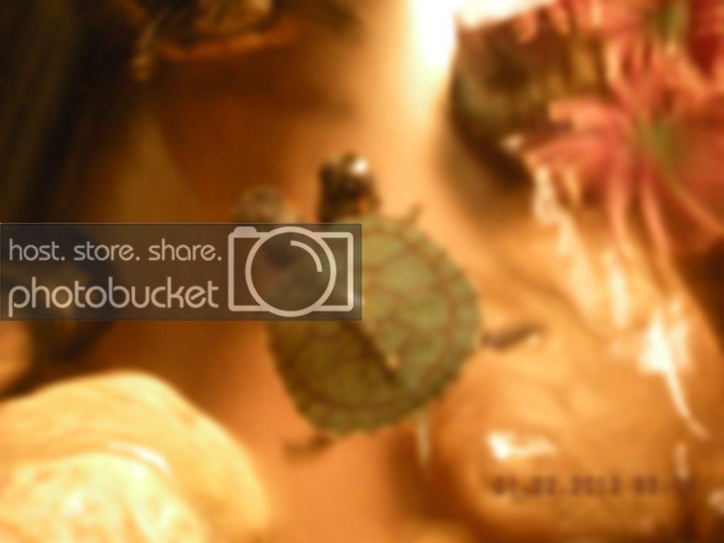 turtles012.jpg