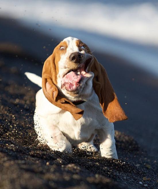 basset-hound-running-7.jpg