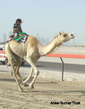 Camel_jockey_ansarburney.jpg