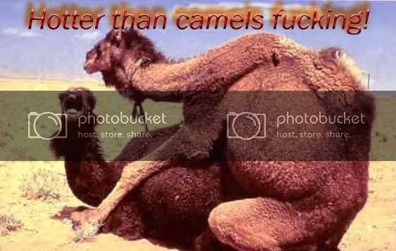 Camels_f.jpg