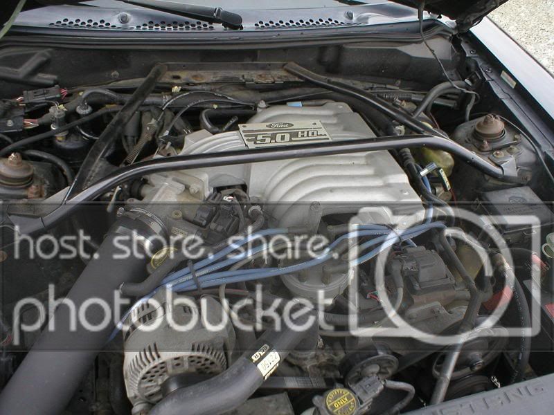 stang8.jpg