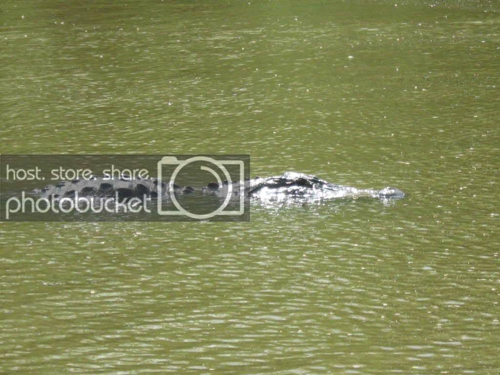 gator021.jpg